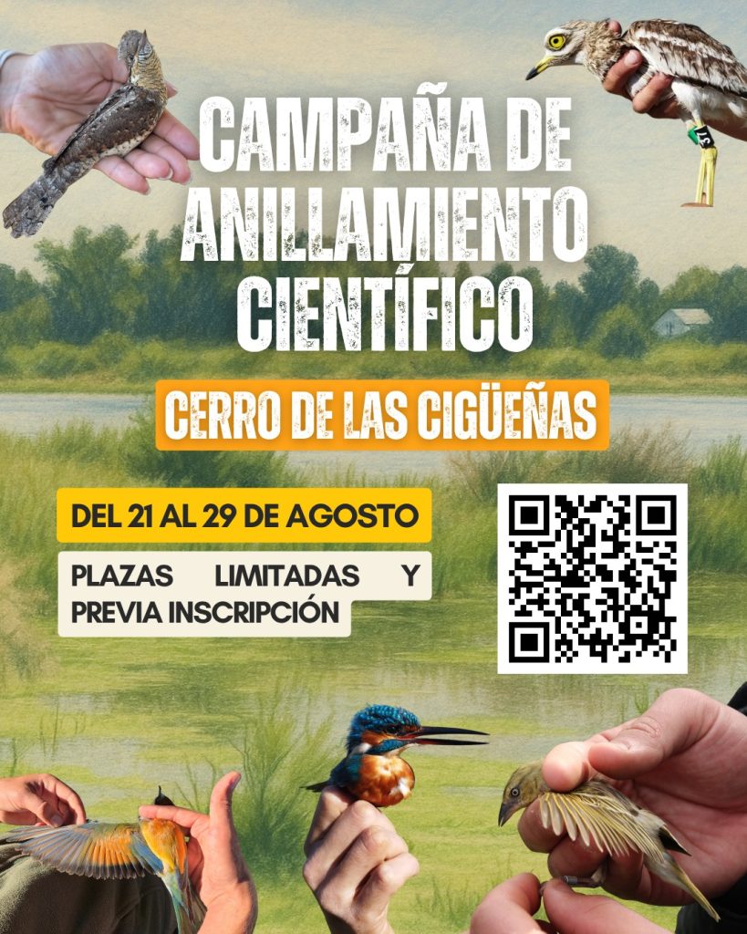 Campaña anillamiento científico Cigüeñas